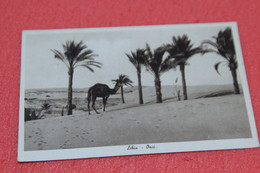 Libia Libya Tripoli Derna Palmeto Nell'oasi 1940 Ed. Ferrara - Libia