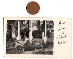 Bonne Année De Colomb Béchar, ALGERIE, Gazelles Du Jardin Public, Petits Plis Centraux, Format 11 X 6, Voir Scan - Nieuwjaar