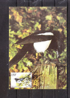Buzin - Carte MB - Pie Bavarde (Arlon) - 1985-.. Birds (Buzin)