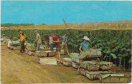 CPA - Culture Du Tabac Dans La CONNECTICUT VALLEY (U.S.A.) - Cultures