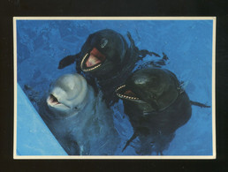 Dauphins : - Delfines