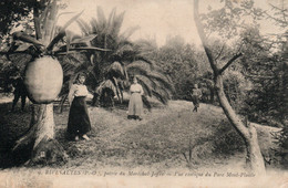 Pyrénées Orientales - Rivesaltes, Patrie Du Maréchal Joffre - Vue Exotique Du Parc Mont-Plaisir - Carte N° 9 - Rivesaltes