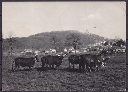 GERMANY  , Kronberg Im Taunus  ,  OLD  POSTCARD - Kronberg