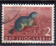 TRIESTE B 1954 FAUNA ANIMALS ANIMALI ANIMAUX CITELLUS 2d USATO USED OBLITERE' - Used