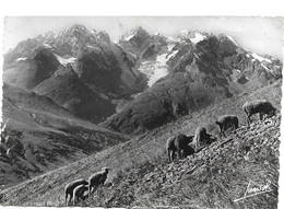 05 En Descendant Sur Le Lautaret Massif De La Meije Et Glacier De L'homme Moutons - Andere Gemeenten
