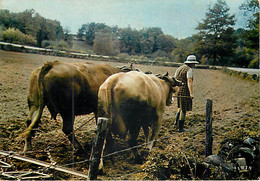 LE HERSAGE  - Attelage De Boeufs - Wagengespanne