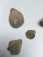 5 Fossiles De Bivalves - Fossilien