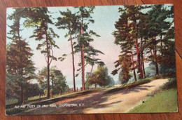 USA - COOPERSTOWN  OLD PINE TREES ON LAKE ROAD - VINTAGE POST CARD  JAN  8  1909 - Fall River