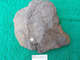 FLORE DU CARBONIFERE.ALETOPTERIS.NOYELLES LES LENS.MASSE.1.100KG - Fossilien