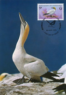 Maximum Card   Guernsey  Gannet Fou De Bassan Bird - Guernsey