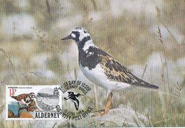 Maximum Card   Alderney Bird Turn Stone . Oiseau Tournepierre - Alderney