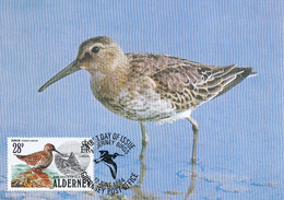 Maximum Card   Dunlin Bird  Becasseau Variable - Alderney