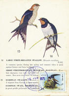 Maximum Card Iran European Swallow  Protection Of Birds SPA - Iran