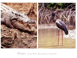 (HH 26) Australia - QLD - Weipa - Crocodile And Jabiru - Far North Queensland