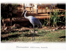 (HH 26) Australia - QLD - Brolga Bird - Far North Queensland