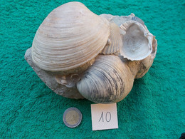 FOSSILE.BEAU BLOC DE BIVALVES DONT ARCTICA ISLANDICA..PUGLIA ITALIE.MASSE.1000g.ENVIRON 5 MILLIONS D'ANNEES - Fossilien