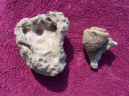 FOSSILE..GASTROPODE.STROMBUS BUBONIUS.TOSCANE AVEC SON MOULAGE EXTERNE..ITALIEMASSE.2300g. - Fossielen