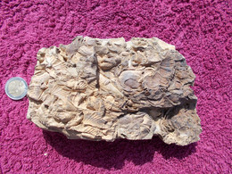 FOSSILE.GRAUWACKE DE HIERGES.VIREUX.ARDENNE.ERE PRIMAIRE.ENVIR. 400 MA.ETAGE EMSIEN.SPIRIFERS.ORTHIS ETC....MASSE.1100g. - Fossils