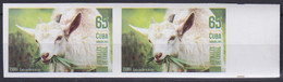 2019.194 CUBA MNH 2019 IMPERFORATED PROOF 65c ANIMALES DE CORRAL GOAT CABRA. - Imperforates, Proofs & Errors