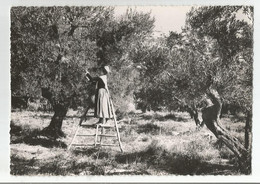 13 Une Mireille Aux Olivades Ed Photo Art De Provence D'augier G Cachet Fontvieille 1951 - Fontvieille