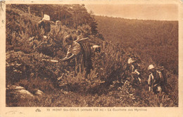 67-MONT-SAINTE-ODILE- LA CUEILLETTE DES MYRTILLES - Sonstige & Ohne Zuordnung