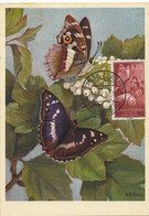 Maximum Card Guinea Papillon Purple Emperor Butterfly Entomology Same Stamp As The Card Zeltner Tesserete Tessin - Guinea-Bissau