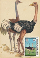 Maximum Card Mauritanie Autruche Ostrich Same Stamp As The Card - Mauritanië