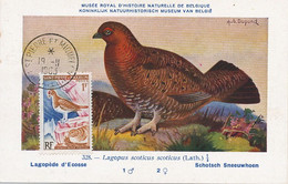 Maximum Card Lagopède D' Ecosse  Same Stamp As The Card   . Hubert Dupond Art Card . - Saint-Pierre-et-Miquelon