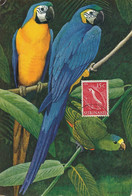 Maximum Card Suriname 1956  Ara Ararauna . Macaw . Blue Fronted Parrot . Perroquet - Suriname