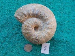 FOSSILE.AMMONITE .GRAVESIA GIGAS  DE MONTREUIL-BELLAY.MAINE ET LOIRE.ERE SECONDAIRE.....MASSE.780g - Fossielen