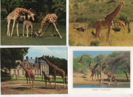 10 Cartes -  Girafes , Girafe - Jirafas