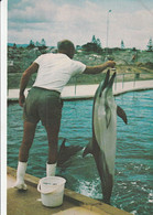 Animaux   Dauphins  Marineland Nz - Dolfijnen