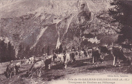 Cols De Saint-Dalmas-Valdeblore - Troupeau De Vaches Au Pâturage - Zonder Classificatie