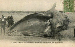 St Brévin Les Pins * Une Baleine échouée , Montre Marin De 20m Pesant 70.000k * échouage - Saint-Brevin-les-Pins