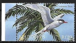 Maldives - MNH ** 2000 :    Common Tern -   Sterna Hirundo - Mouettes