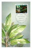 Thème Flore - Nouvelle Calédonie - Carte Maximum - TB - Plantas Medicinales