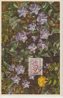 Belgique Carte Maximum Fleurs 1949 Antituberculeux Pervenche 816 - 1934-1951