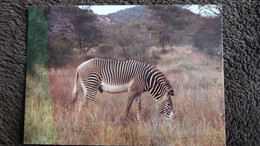 CPM ZEBRE DU KENYA - Zebra's