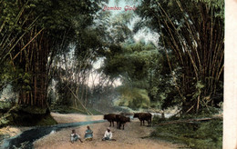 BAMBOO GLADE / JOLIE CARTE - Jamaica