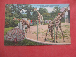 Giraffes Chicago Zoo  Ref 4670 - Girafes