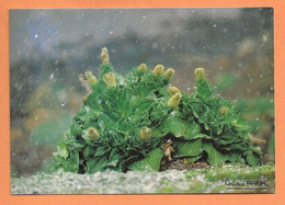 CARTE POSTALE TAAF - CHOUX De KERGUELEN - PHOTO FATRAS - TAAF : Franse Zuidpoolgewesten