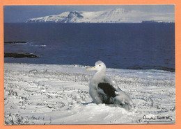 CARTE POSTALE TAAF - POUSSIN De GRAND ALBATROS KERGUELEN - PHOTO FATRAS - TAAF : Terres Australes Antarctiques Françaises