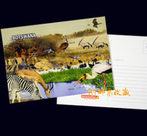 Botswana Postal Card Postcard Wetlands River Wildlife Africa Animals Nature Bird Fauna Birds Zebra Mammals Environment - Botsuana