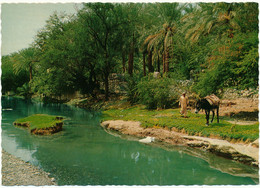 OMAN - The Valley Of Nizwa - Oman