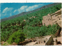 OMAN - Palm Trees In Nizwa - Oman