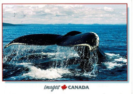 - Carte Postale - Canada - Tadoussac - Baleine à Bosse Se Préparant à Plonger - - Québec - Les Rivières