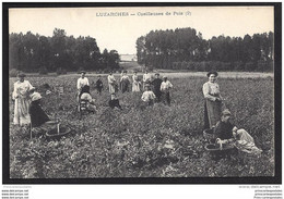 CPA 95 Luzarches Cueilleuses De Pois - Luzarches