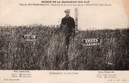 Mr Mettrier Chouet Secrétaire Du Syndicat Agricole De Chalindrey Effets De La Cianamide Sur Blé - Cultures