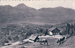 Steinen SZ, Café Restaurant Spiegelberg, Bes. Fam. Bürgler-Küttel (6096) - Steinen