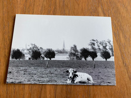 Knesselare - Ursel - Panorama Vanaf De Wagenmakersbeek - Knesselare